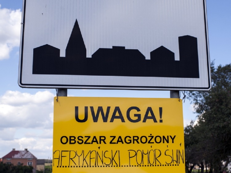 Lubelskie/ Wykryto kolejne ognisko ASF u świń